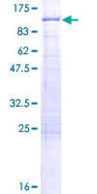 SDS-Page: Recombinant Human ALDH16A1 Protein [H00126133-P01] - 12.5% SDS-PAGE Stained with Coomassie Blue.