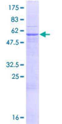 SDS-PAGE Recombinant Human PUSL1 GST (N-Term) Protein