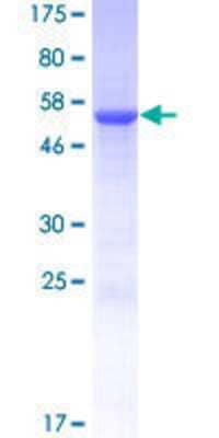 Other Recombinant Human TYW3 GST (N-Term) Protein