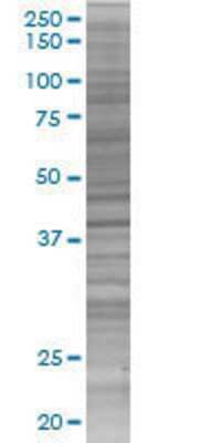 DMBX1 transfected lysate.