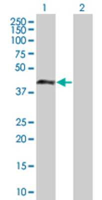 Lane 1: DMBX1 transfected lysate (41.58 KDa) Lane 2: Non-transfected lysate.