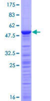 Other Recombinant Human TCEANC2 GST (N-Term) Protein