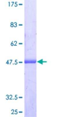 Other Recombinant Human ARL8A GST (N-Term) Protein