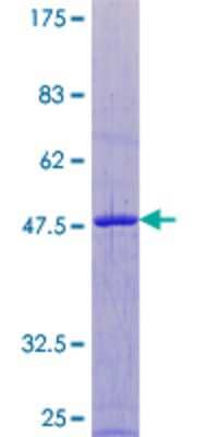 Other Recombinant Human ARL8A GST (N-Term) Protein