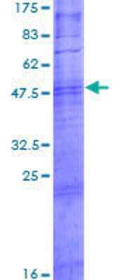 SDS-Page: Recombinant Human OR10T2 Protein [H00128360-P01] - 12.5% SDS-PAGE Stained with Coomassie Blue.
