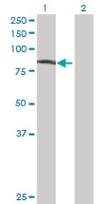 Lane 1: UBR3 transfected lysate (81.62 KDa) Lane 2: Non-transfected lysate.
