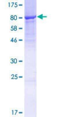 SDS-PAGE Recombinant Human CPNE4 GST (N-Term) Protein