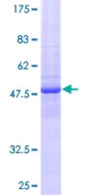 SDS-PAGE Recombinant Human FAM3D GST (N-Term) Protein