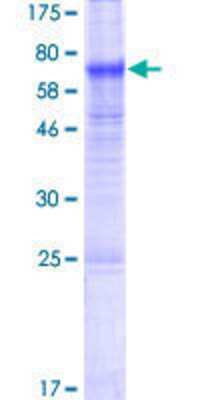 Other Recombinant Human TMEM171 GST (N-Term) Protein