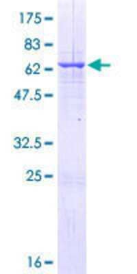 Other Recombinant Human RALYL GST (N-Term) Protein