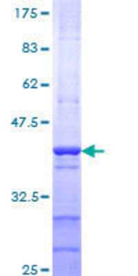 Other Recombinant Human TAF1L GST (N-Term) Protein