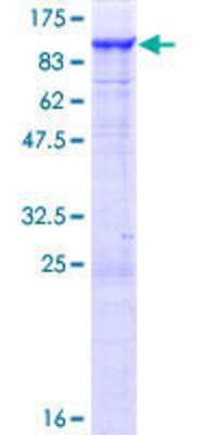 SDS-PAGE Recombinant Human PTPDC1 GST (N-Term) Protein