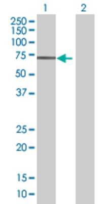 Lane 1: ZNF358 transfected lysate (53.02 KDa) Lane 2: Non-transfected lysate.