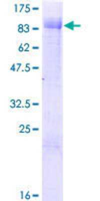 SDS-Page: Recombinant Human ZBTB46 Protein [H00140685-P01] - 12.5% SDS-PAGE Stained with Coomassie Blue.