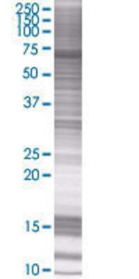 C20orf132 transfected lysate.