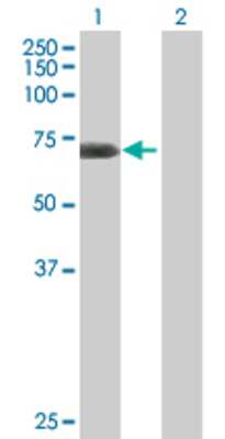 Lane 1: C20orf132 transfected lysate (68.6 KDa) Lane 2: Non-transfected lysate.