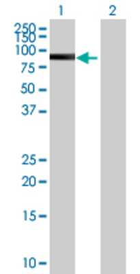Lane 1: SUHW2 transfected lysate (59.84 KDa) Lane 2: Non-transfected lysate.