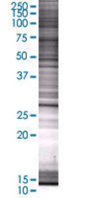 PSMA8 transfected lysate.