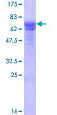 SDS-Page: Recombinant Human SESN3 Protein [H00143686-P01] - 12.5% SDS-PAGE Stained with Coomassie Blue.