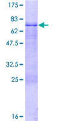 Other Recombinant Human ZNF785 GST (N-Term) Protein
