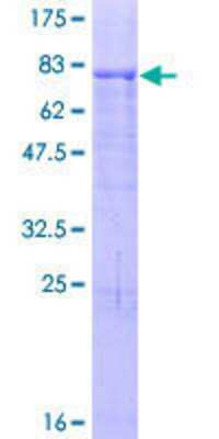 Other Recombinant Human ZNF480 GST (N-Term) Protein