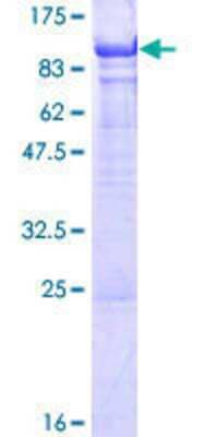 Other Recombinant Human CCDC155 GST (N-Term) Protein