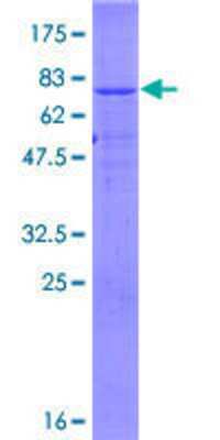 Other Recombinant Human ZNRF4 GST (N-Term) Protein