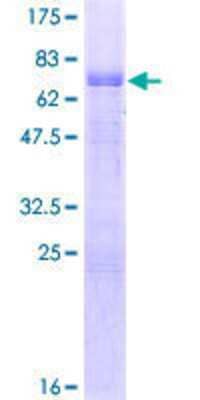Other Recombinant Human AIBZIP GST (N-Term) Protein