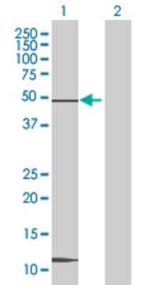 Lane 1: CREB3L4 transfected lysate (43.56 KDa) Lane 2: Non-transfected lysate.