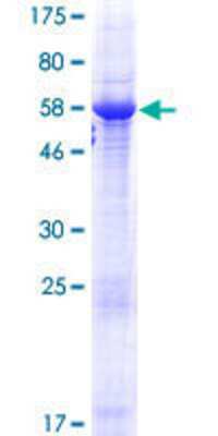 Other Recombinant Human HORMAD2 GST (N-Term) Protein