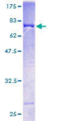 Other Recombinant Human Septin-10 GST (N-Term) Protein