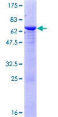 Other Recombinant Human PP2C epsilon/PPM1L GST (N-Term) Protein