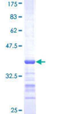 Other Recombinant Human SH3RF2 GST (N-Term) Protein