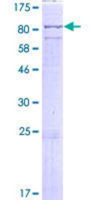 LINGO-2 Research Products: Novus Biologicals