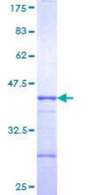 SDS-Page: Recombinant Human OTUD7A Protein [H00161725-Q01] - 12.5% SDS-PAGE Stained with Coomassie Blue.