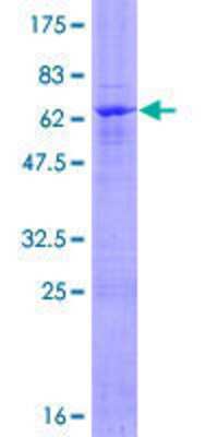 SDS-Page: Recombinant Human ZNF475 Protein [H00162239-P01] - 12.5% SDS-PAGE Stained with Coomassie Blue.