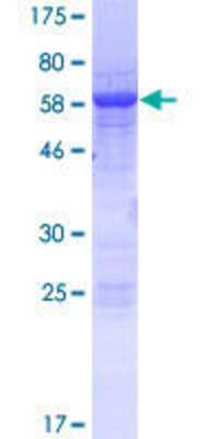 Other Recombinant Human SLFN5 GST (N-Term) Protein