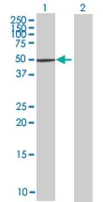 Lane 1: ZNF383 transfected lysate (52.36 KDa) Lane 2: Non-transfected lysate.