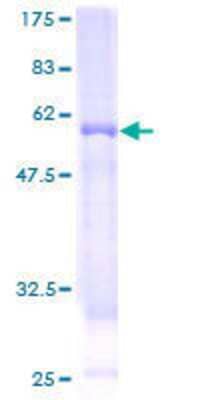 Other Recombinant Human WBP2NL GST (N-Term) Protein