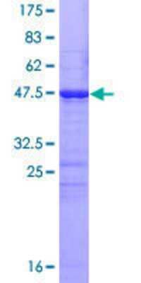 Other Recombinant Human CDC20B GST (N-Term) Protein