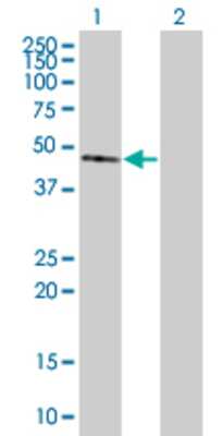 Lane 1: ZNF92 transfected lysate (56.98 KDa) Lane 2: Non-transfected lysate.