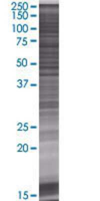 FAM47B transfected lysate.