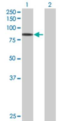 Lane 1: FAM47B transfected lysate (71.06 KDa) Lane 2: Non-transfected lysate.
