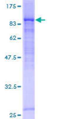 Other Recombinant Human DCP1B GST (N-Term) Protein