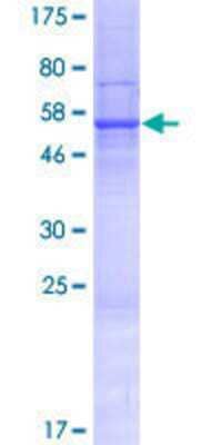 Other Recombinant Human WDR90 GST (N-Term) Protein