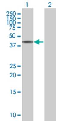 Lane 1: ZNF584 transfected lysate (48.3 KDa) Lane 2: Non-transfected lysate.