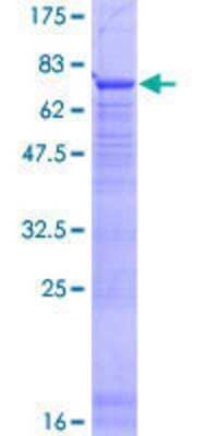 Other Recombinant Human PTPLB GST (N-Term) Protein