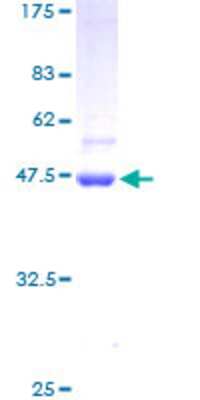 Other Recombinant Human STK32A GST (N-Term) Protein