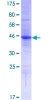 Other Recombinant Human Laeverin GST (N-Term) Protein
