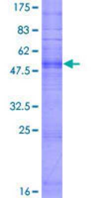 SDS-Page: Recombinant Human OR10G8 Protein [H00219869-P01] - 12.5% SDS-PAGE Stained with Coomassie Blue.